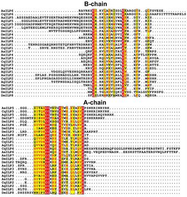 Insulin-Like Peptide Signaling in Mosquitoes: The Road Behind and the Road Ahead